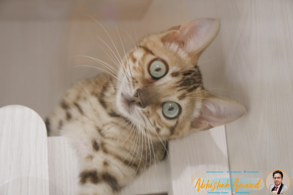 brown tabby cat on white textile