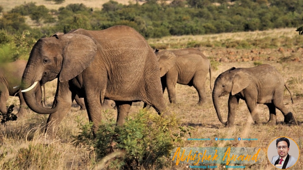 herd, elephants, mother